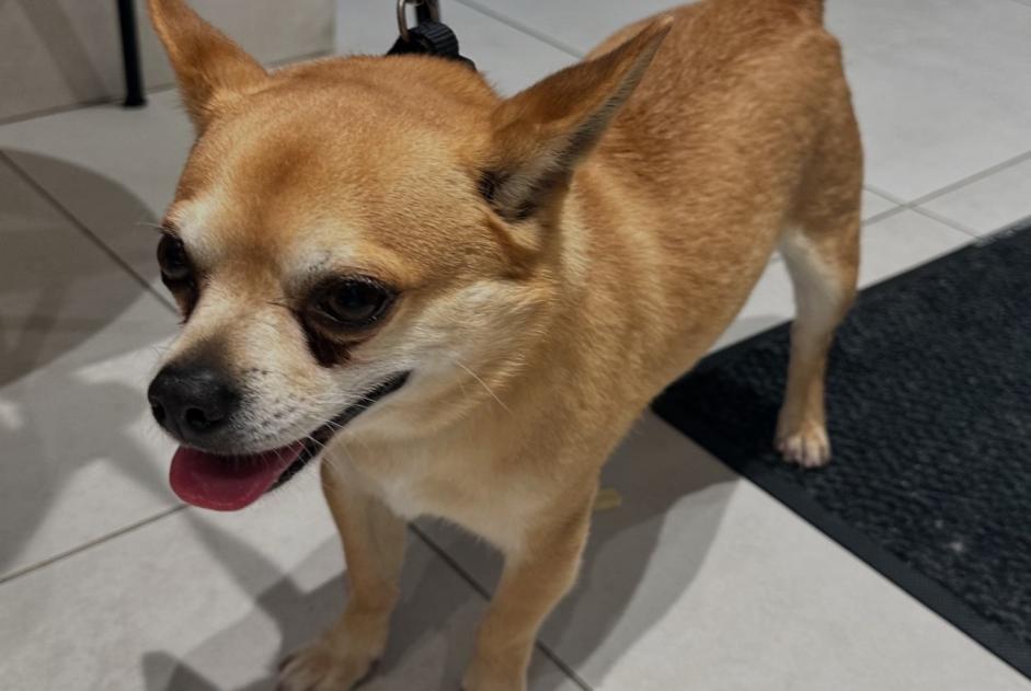Discovery alert Dog  Male , 8 years Versailles France
