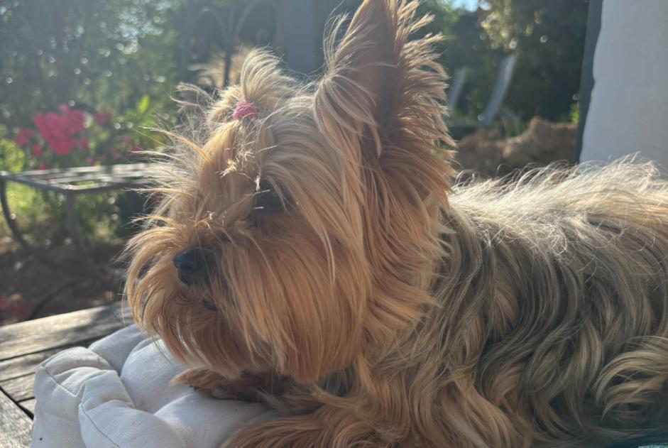 Disappearance alert Dog  Female , 7 years Aulnay-sur-Mauldre France