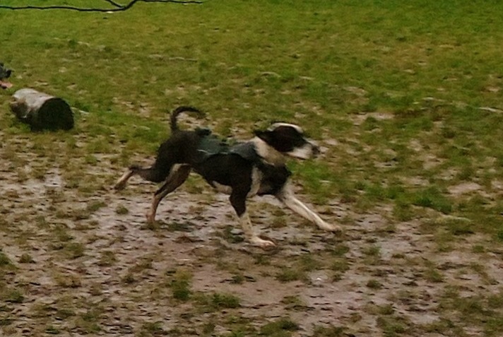 Alerte Disparition Chien croisement Mâle , 7 ans Gargenville France Alerte Disparition Chien croisement Mâle , 7 ans Gargenville France