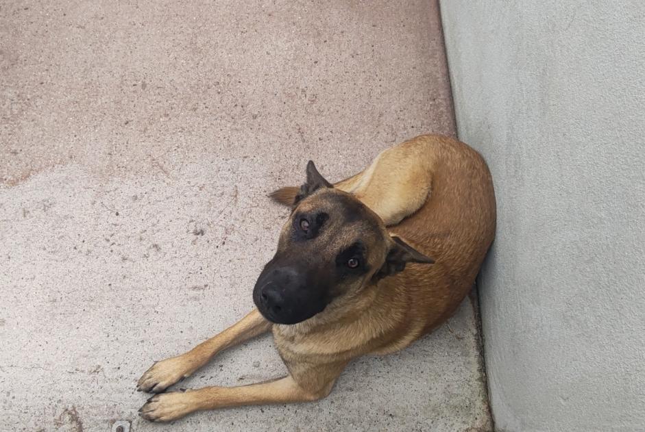 Alerte Découverte Chien  Mâle , 2 ans Le Vésinet France