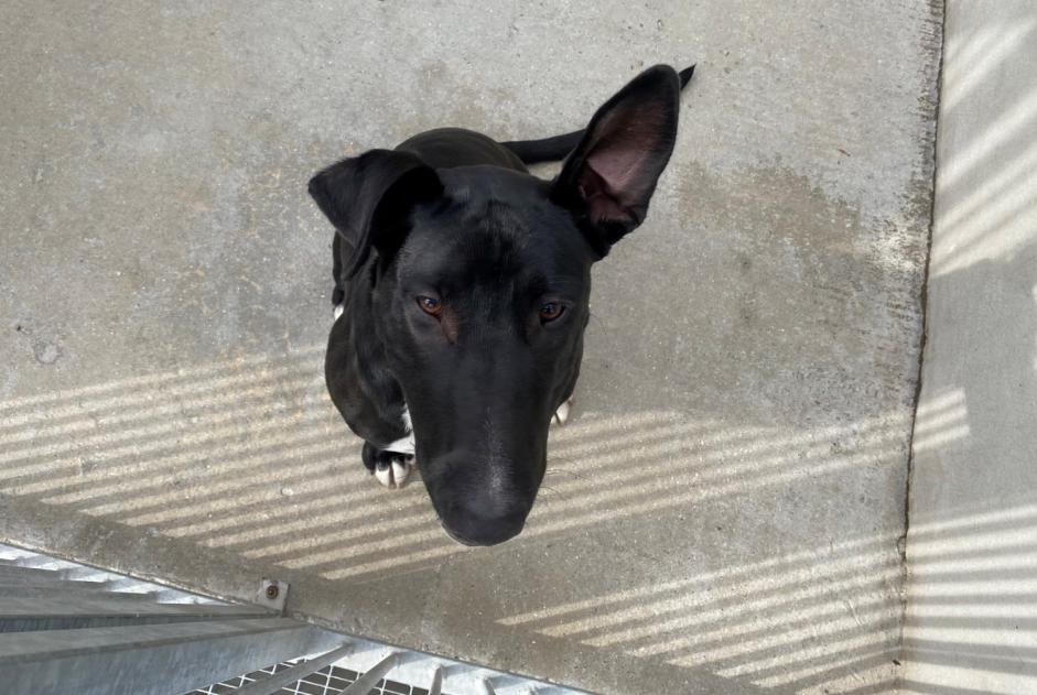 Alerta descoberta Cão cruzamento Fêmea , 3 anos Triel-sur-Seine France Alerta descoberta Cão cruzamento Fêmea , 3 anos Triel-sur-Seine France